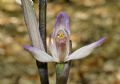 Limodorum trabutianum